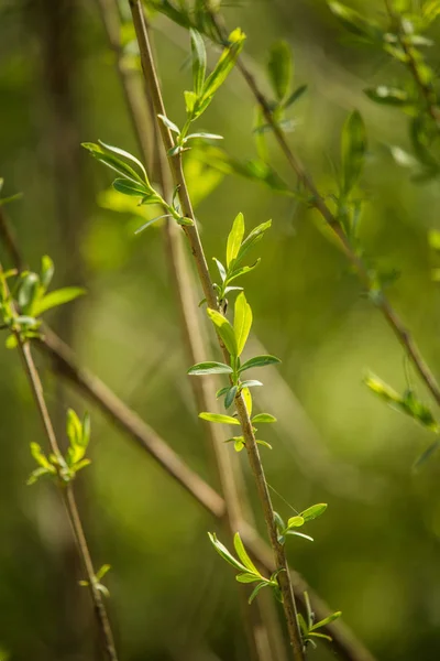 Lindas Frescas Verdes Folhas Primavera Nos Galhos Natural Dia Primavera — Fotografia de Stock