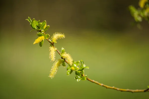 Lindas Frescas Verdes Folhas Primavera Nos Galhos Natural Dia Primavera — Fotografia de Stock