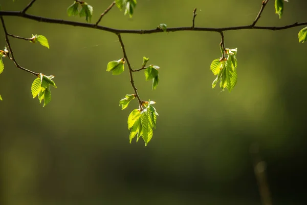 Krásný Čerstvý Zelený Jarní Listí Větvích Přirozený Slunečný Jarní Den — Stock fotografie