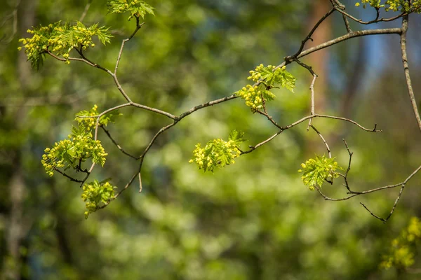 Schöne Frische Grüne Frühlingsblätter Den Zweigen Natürlicher Sonniger Frühlingstag Wald — Stockfoto