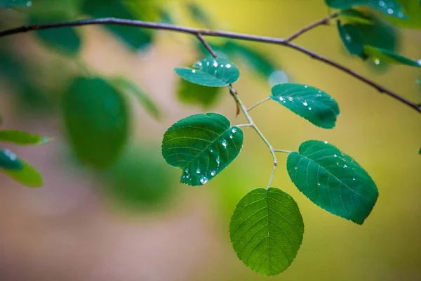 Lindas Frescas Verdes Folhas Primavera Nos Galhos Natural Dia Primavera — Fotografia de Stock