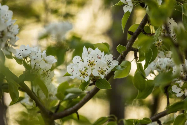 Vacker Vit Päronträd Blommor Våren Fruktträd Blomstrar Trädgården Lettland Norra — Stockfoto