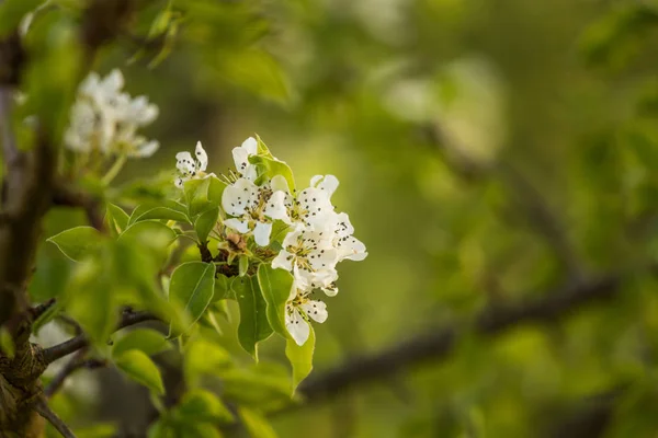 Een Mooie Witte Perenboom Bloeit Het Voorjaar Fruit Boom Bloeiende — Stockfoto