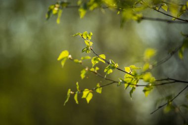 İlkbaharda güzel, taze huş ağacı yaprakları. İskandinav ormanının güneşli manzarası.