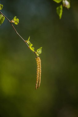 İlkbaharda güzel, taze huş ağacı yaprakları. İskandinav ormanının güneşli manzarası.