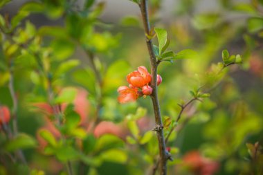 Bahar bahçesinde çiçek açan güzel turuncu cydonia çiçekleri. Yenilebilir meyve çiçekleri.