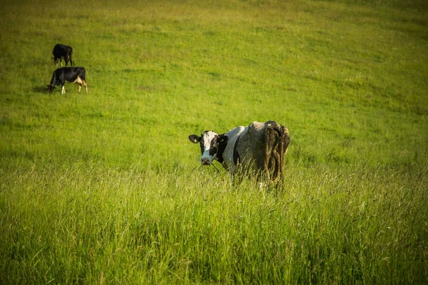 Vacas Pastando Prado Dia Ensolarado Verão Paisagem Pacífica Uma Terra — Fotografia de Stock