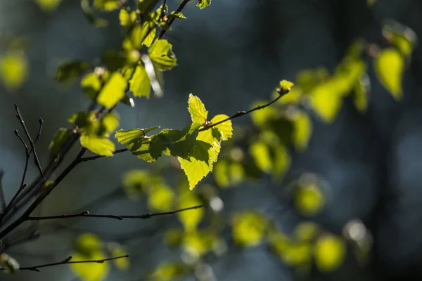 Krásný Čerstvý Březnový Strom Jaře Slunné Scenérie Severského Lesa — Stock fotografie