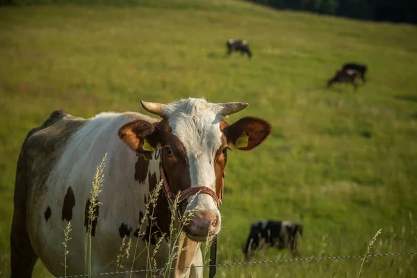 Vacas Pastando Prado Soleado Día Verano Paisaje Pacífico Una Tierra —  Fotos de Stock