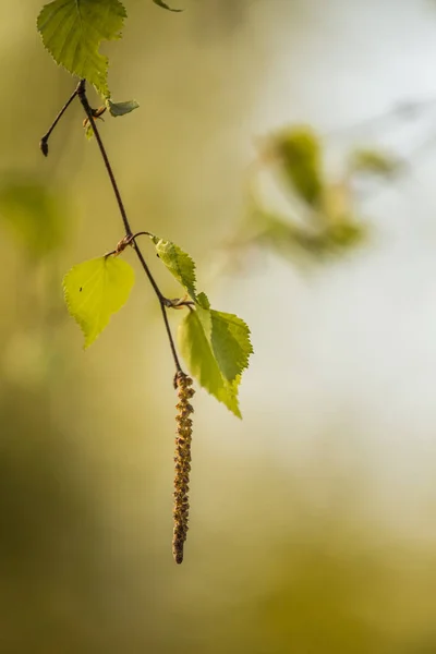 Belles Feuilles Fraîches Bouleau Printemps Paysage Ensoleillé Une Forêt Nordique — Photo