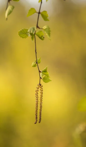 Belles Feuilles Fraîches Bouleau Printemps Paysage Ensoleillé Une Forêt Nordique — Photo