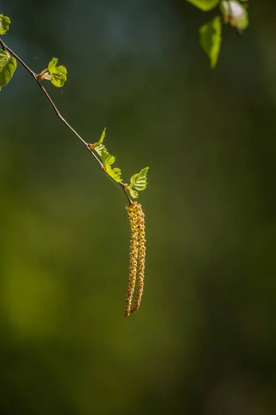 Belles Feuilles Fraîches Bouleau Printemps Paysage Ensoleillé Une Forêt Nordique — Photo