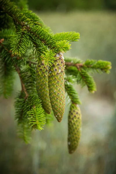 Bonitos Jovens Cones Abeto Com Gotejamento Resina Paisagem Primavera Decoração — Fotografia de Stock