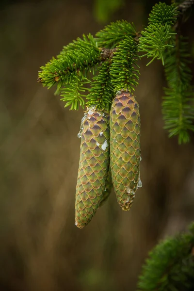 Beautiful Young Spruce Tree Cones Resin Dripping Spring Scenery Christmas — Stock Photo, Image