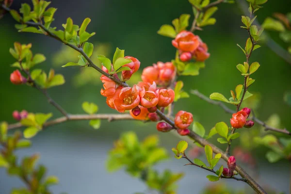 Vackra Orange Cydonia Blommor Blommar Vårträdgården Ätbara Frukt Blommor — Stockfoto