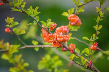 Bahar bahçesinde çiçek açan güzel turuncu cydonia çiçekleri. Yenilebilir meyve çiçekleri.