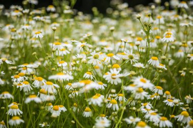 Çimenlerde açan güzel beyaz papatyalar. Bahçe ve parkta yaz manzarası. Kuzey Avrupa'nın Çiçekleri.