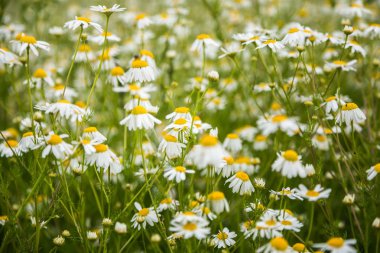 Çimenlerde açan güzel beyaz papatyalar. Bahçe ve parkta yaz manzarası. Kuzey Avrupa'nın Çiçekleri.