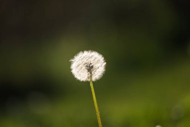 Beyaz, kabarık karahindiba başları baharın sonlarında. Çiçek tohumları yakında uçup gitti.