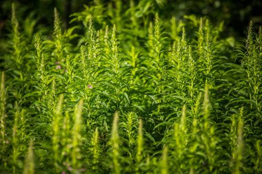 Alaska yerlifireweed orman yakınında büyüyen. Çiçek açmadan önce. Doğal bitkisel çay.