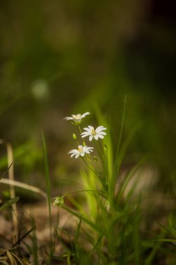 Güzel bahar çiçeği ahşap açıklık ta çiçeklenme. Yakın çekimde çiçek açan orman manzarası.