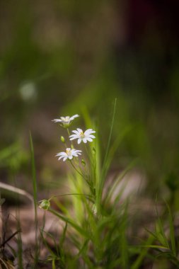 Güzel bahar çiçeği ahşap açıklık ta çiçeklenme. Yakın çekimde çiçek açan orman manzarası.