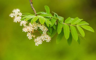 Güzel bahar çiçeği ahşap açıklık ta çiçeklenme. Yakın çekimde çiçek açan orman manzarası.