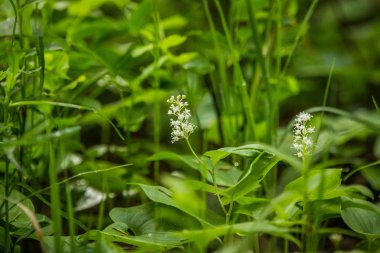 Güzel bahar çiçeği ahşap açıklık ta çiçeklenme. Yakın çekimde çiçek açan orman manzarası.