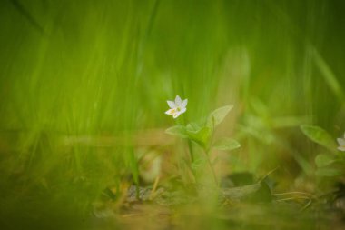 Güzel bahar çiçeği ahşap açıklık ta çiçeklenme. Yakın çekimde çiçek açan orman manzarası.