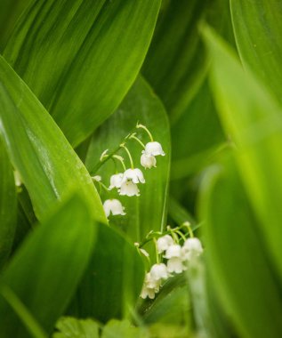 Güzel bahar çiçeği ahşap açıklık ta çiçeklenme. Yakın çekimde çiçek açan orman manzarası.