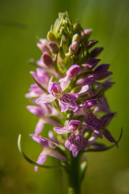 Güzel bahar çiçeği ahşap açıklık ta çiçeklenme. Yakın çekimde çiçek açan orman manzarası.