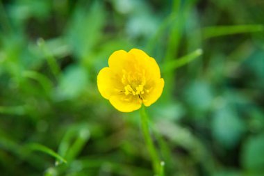 Güzel bahar çiçeği ahşap açıklık ta çiçeklenme. Yakın çekimde çiçek açan orman manzarası.