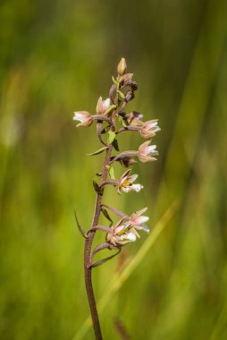 Güzel bahar çiçeği ahşap açıklık ta çiçeklenme. Yakın çekimde çiçek açan orman manzarası.
