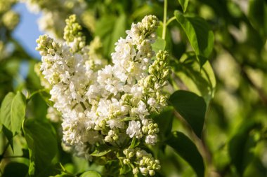 Güzel bahçe çiçekleri baharda çiçek. Parkta yerel çiçekler.