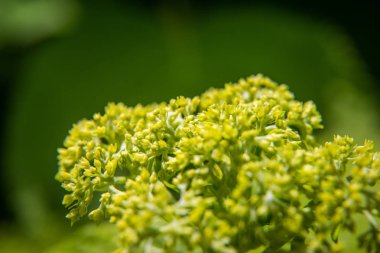 Güzel bahçe çiçekleri baharda çiçek. Parkta yerel çiçekler.