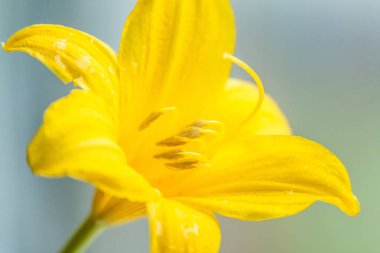 Bahçeden güzel sarı zambak, yakın çekim fotoğraf. Parlak sarı çiçek.
