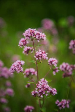 Çayırda açan güzel mor kekik çiçekleri. Doğal bitkisel çay.