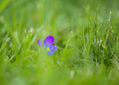 Bahçede güzel, brifgt pansy çiçekler. Çiçeklerle renkli bahar manzarası.
