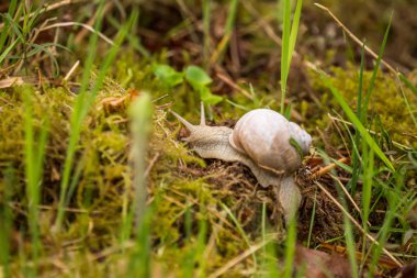 Orman zemininde güzel bordo salyangozu. Helis pomatia bir bahar zemin üzerinde sürünen.