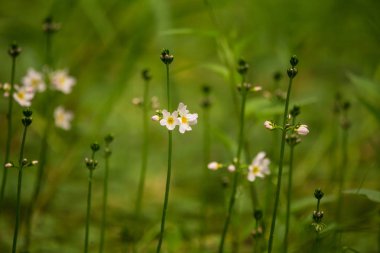 Güzel beyaz su mor bach çiçekleri orman gölet çiçek. Çiçeklerle suda yetişen doğal bitki.