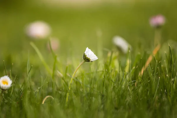 Прекрасні Білі Ромашки Квітучі Траві Літній Пейзаж Саду Парку Квіти — стокове фото