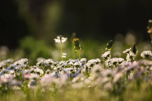Schöne Weiße Gänseblümchen Die Gras Blühen Sommerlandschaft Garten Und Park — Stockfoto