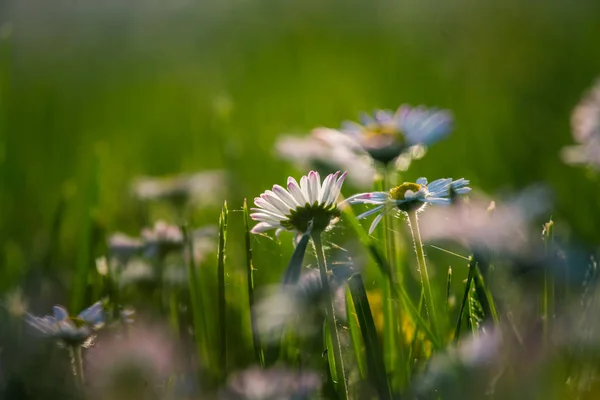 Vackra Vita Prästkragar Blommar Gräset Sommar Landskap Trädgård Och Park — Stockfoto