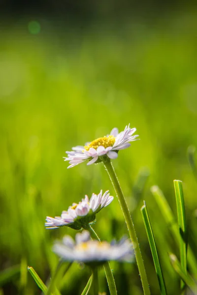 Vackra Vita Prästkragar Blommar Gräset Sommar Landskap Trädgård Och Park — Stockfoto