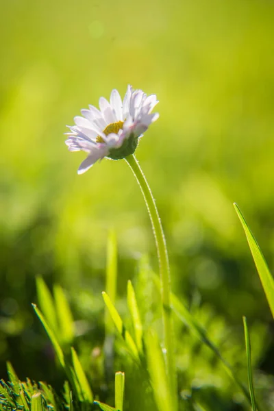 美丽的白雏菊在草地上绽放 花园和公园的夏季风景 北欧之花 — 图库照片