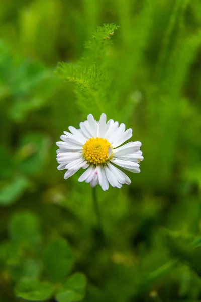 Smukke Hvide Tusindfryd Blomstrer Græsset Sommerlandskab Have Park Blomster Nordeuropa - Stock-foto