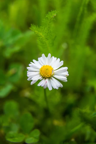 Smukke Hvide Tusindfryd Blomstrer Græsset Sommerlandskab Have Park Blomster Nordeuropa - Stock-foto
