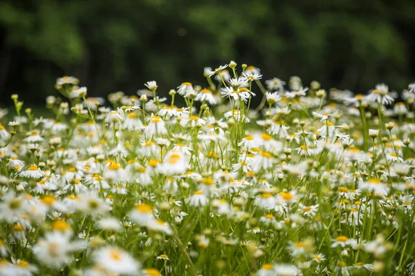 草の中に咲く美しい白いヒナギク 庭と公園の夏の風景 北ヨーロッパの花 — ストック写真