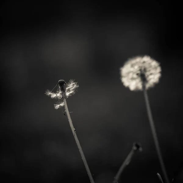 Têtes Blanches Duveteuses Pissenlit Fin Printemps Les Graines Fleurs Envolent — Photo