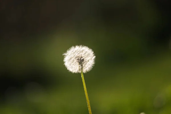 蓬松的蒲公英头在晚春 花籽很快飞走了 — 图库照片